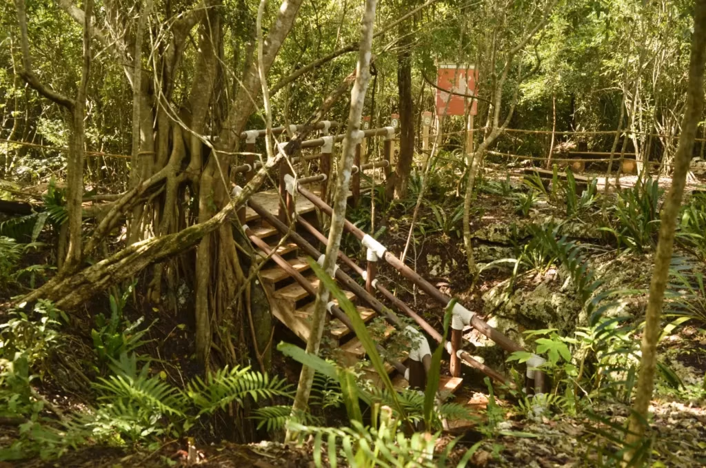 LEARN TO LOVE FORESTS THIS MARCH!