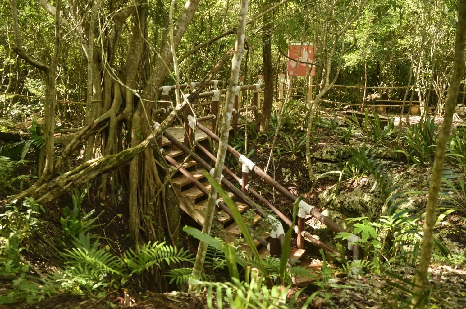 LEARN TO LOVE FORESTS THIS MARCH!