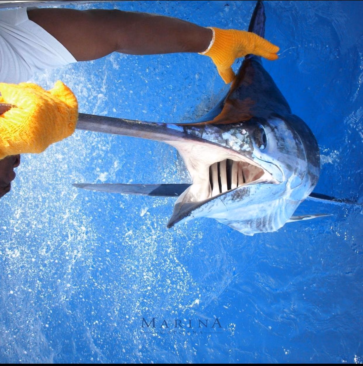 2020 Billfisheries of the Year – #1 Cap Cana