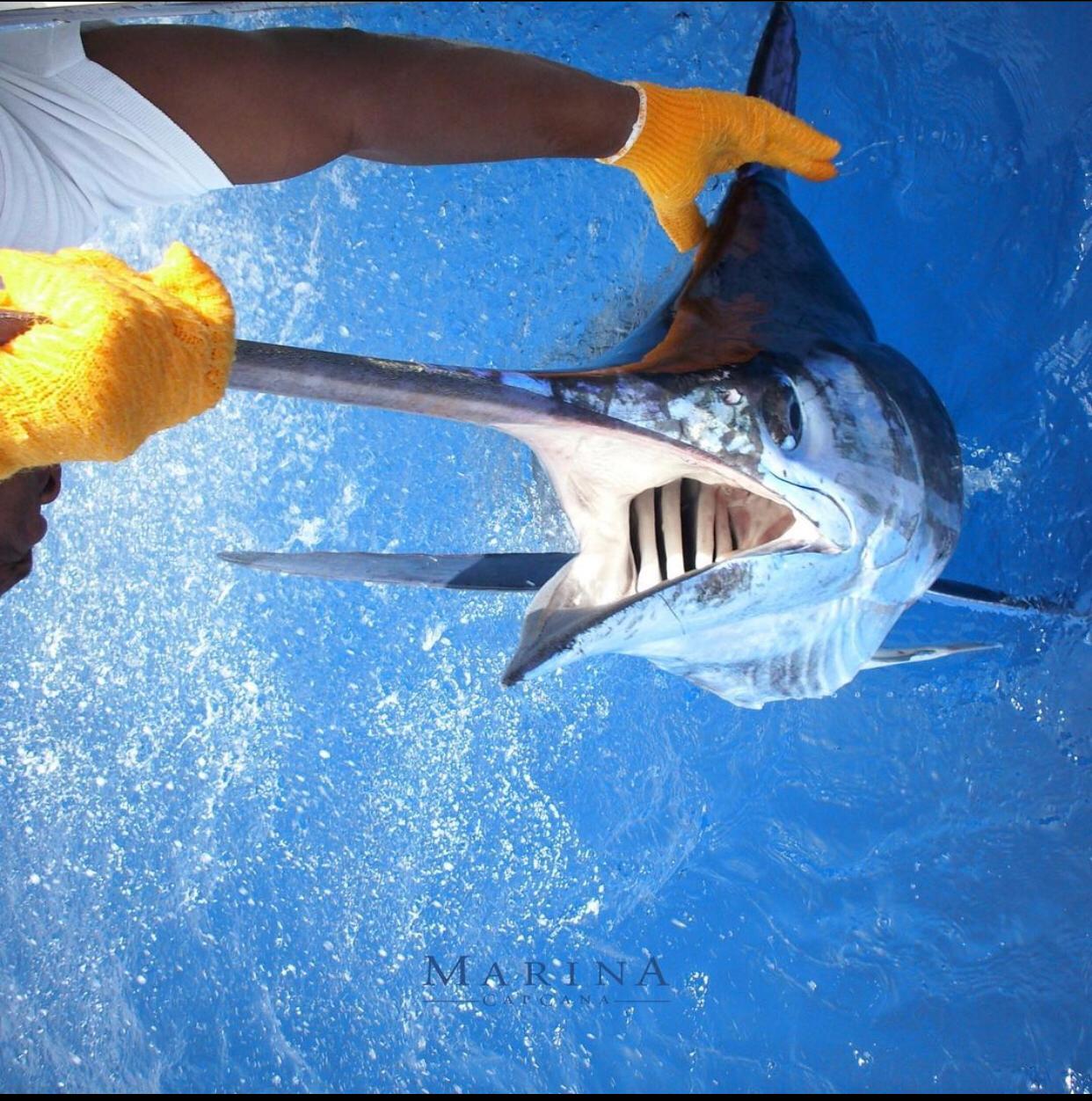 2020 Billfisheries of the Year – #1 Cap Cana