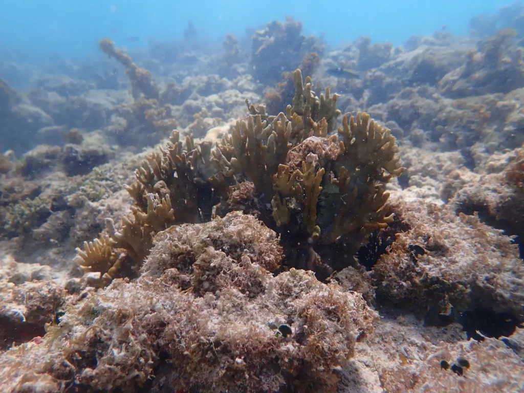 Fundación Cap Cana inicia proyecto de rehabilitación de arrecifes de coral de la zona de Cap Cana