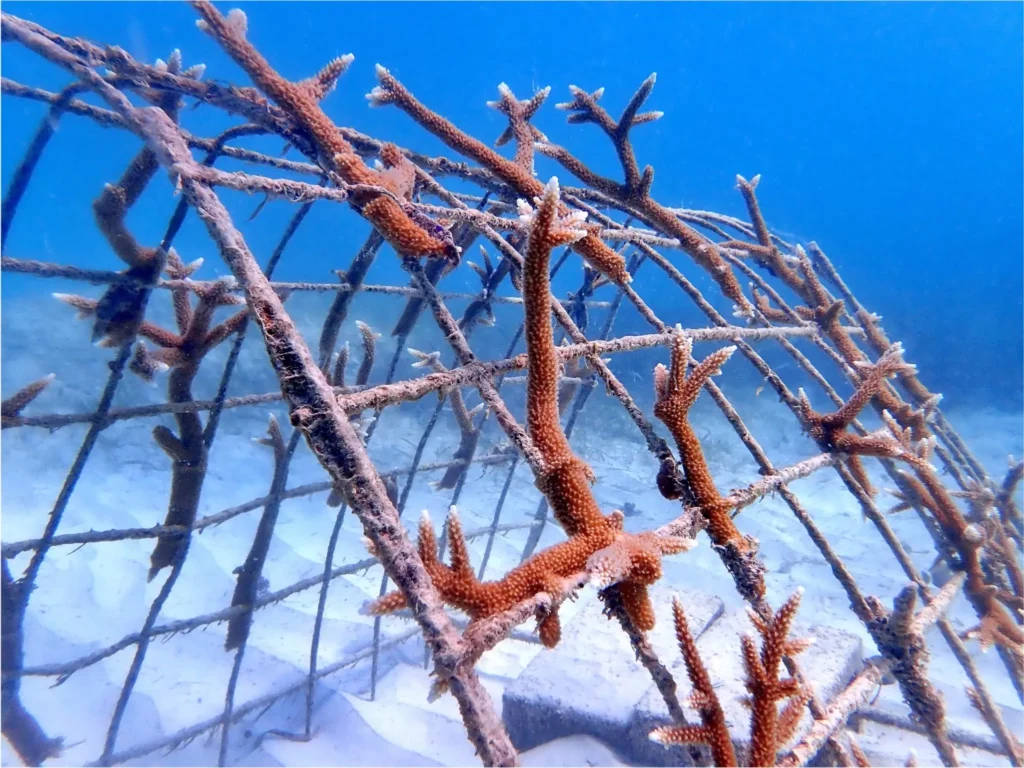 Massive coral transplant