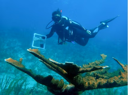 Get to know the Southeast Reefs Marine Sanctuary (SAMAR)