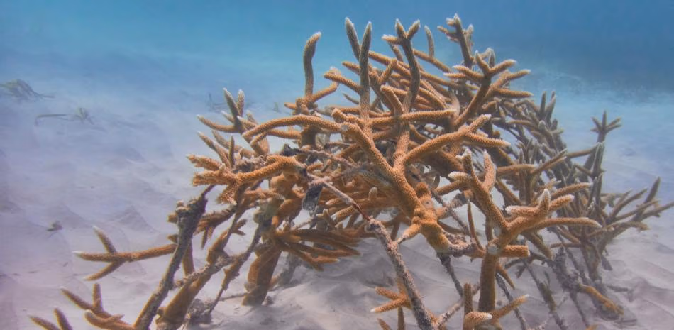 Cap Cana un constante compromiso en preservar el medio ambiente
