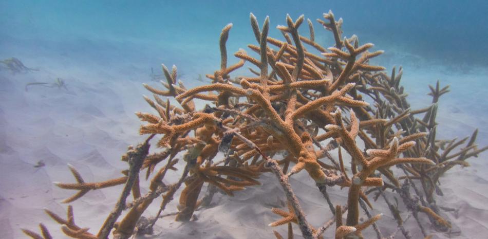 Cap Cana un constante compromiso en preservar el medio ambiente