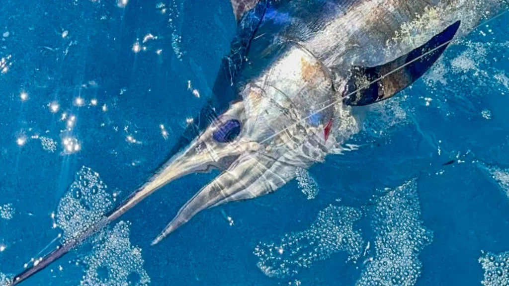 Blue Marlin SportFishing Marina Cap Cama