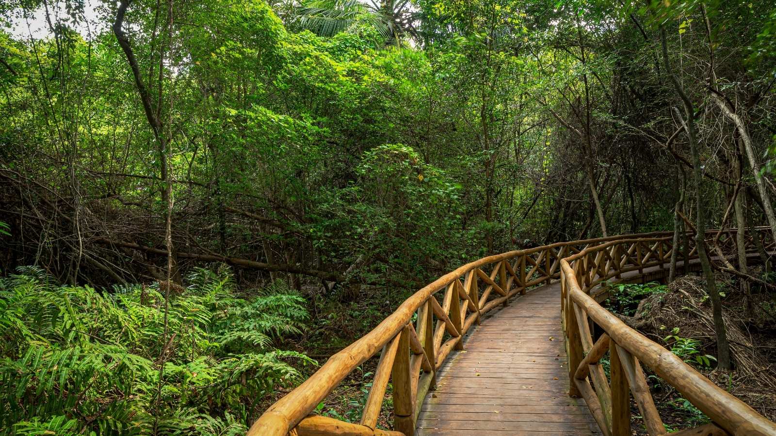 Wooden boardwalk winding through lush tropical forest in Cap Cana