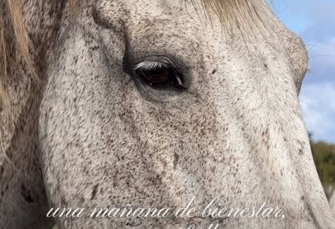 Pilates and Horses at Los Establos Cap Cana - Firts Edition
